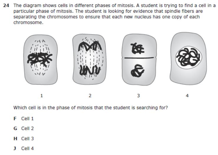 Biology Staar Questions / Free Staar Test Online Practice And Tips